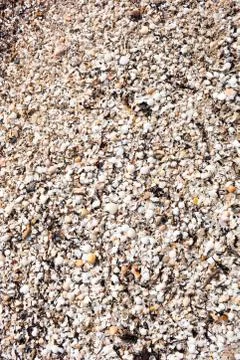 Seashells texture Stock Photos