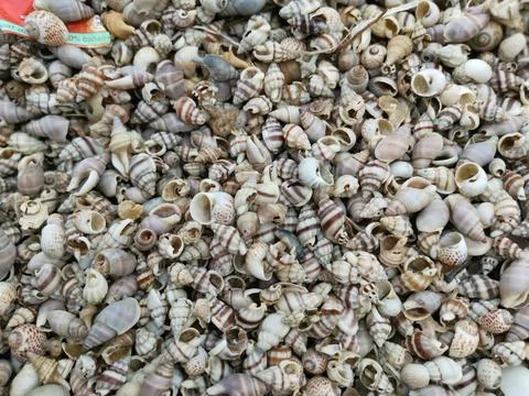 Seashells texture 库存照片
