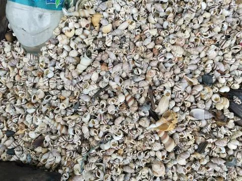Seashells texture 库存照片