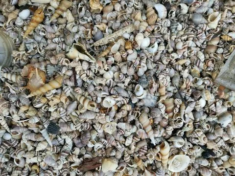 Seashells texture Stock Photos