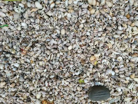 Seashells texture Foto stock