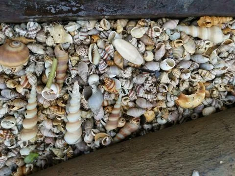 Seashells texture Foto stock
