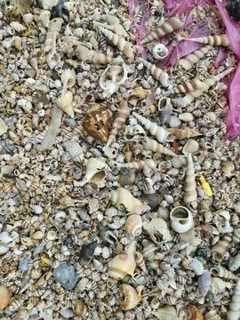 Seashells texture Foto stock