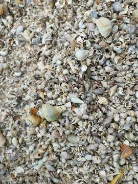 Seashells texture 库存照片