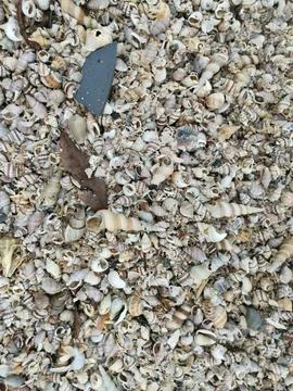Seashells texture 库存照片