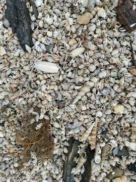 Seashells texture Foto stock