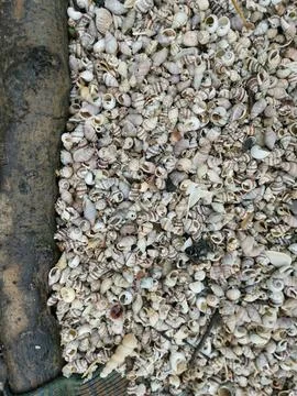 Seashells texture 库存照片