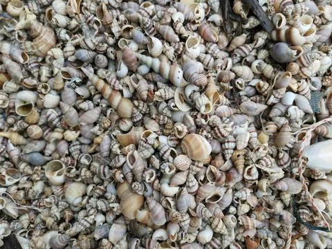 Seashells texture 库存照片