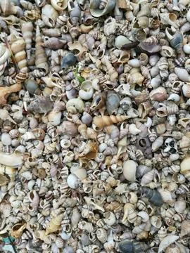 Seashells texture Stock Photos