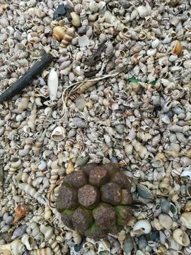 Seashells texture 库存照片