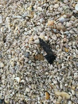 Seashells texture 库存照片