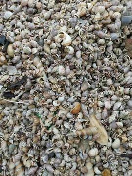 Seashells texture 库存照片