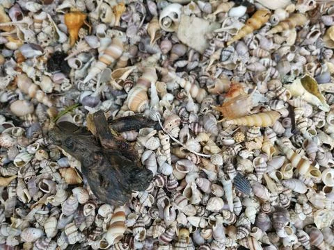 Seashells texture 库存照片
