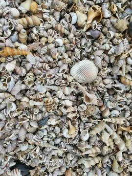 Seashells texture 库存照片