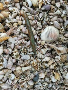 Seashells texture 库存照片