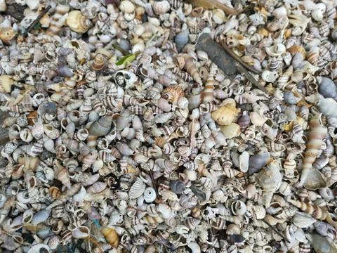 Seashells texture 库存照片