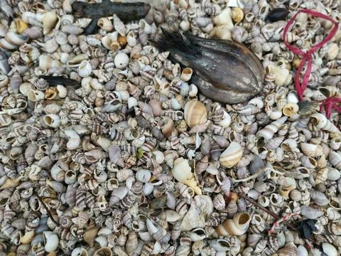 Seashells texture Foto stock