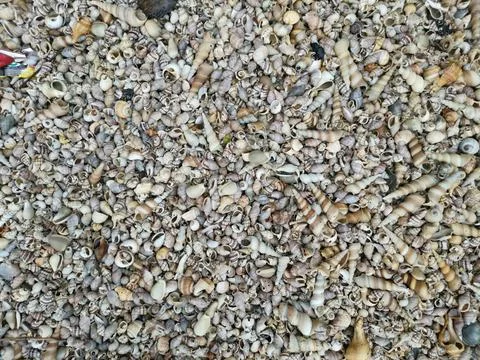 Seashells texture Stock Photos