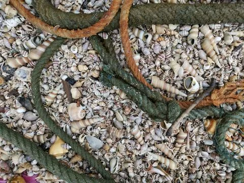 Seashells texture 库存照片