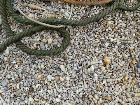 Seashells texture 库存照片