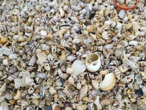 Seashells texture Stock Photos