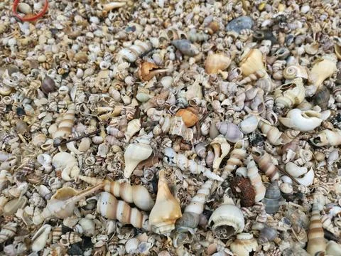 Seashells texture 스톡 사진