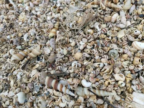 Seashells texture Foto stock