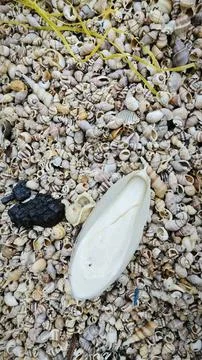 Seashells texture 库存照片