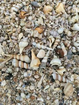 Seashells texture Foto stock
