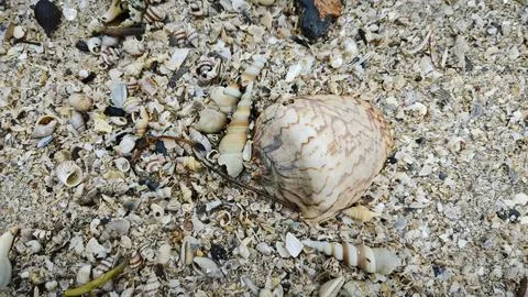 Seashells texture Stockfoto's