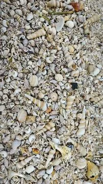 Seashells texture Foto stock