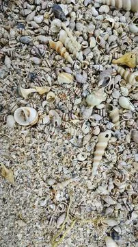 Seashells texture Foto stock