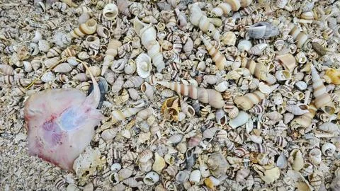 Seashells texture Foto stock