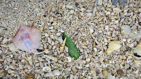 Seashells texture 库存照片