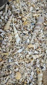 Seashells texture Foto stock