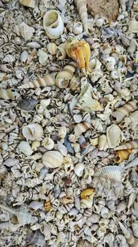 Seashells texture 库存照片