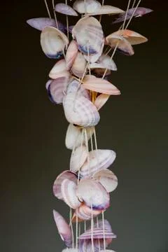 Seashells on thread background on tropical resort Stock Photos