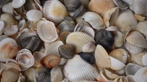 Seashells top view. Shell close-up. Ocean coast. Summer pattern from seashells.  Stock Footage 151687993