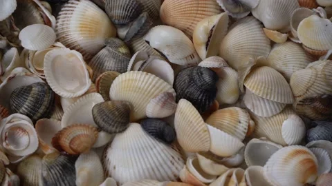 Seashells top view. Shell close-up. Ocean coast. Summer pattern from seashells.  Stock Footage 151688712