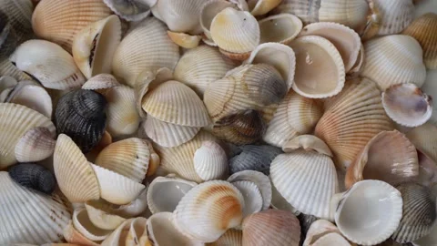 Seashells top view. Shell close-up. Ocean coast. Summer pattern from seashells.  Stock Footage 151688948