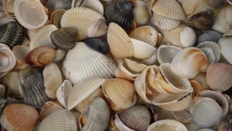 Seashells top view. Shell close-up. Ocean coast. Summer pattern from seashells.  Stock Footage 151689166