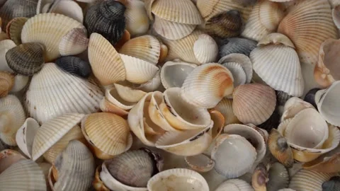 Seashells top view. Shell close-up. Ocean coast. Summer pattern from seashells.  Stock Footage 151689353