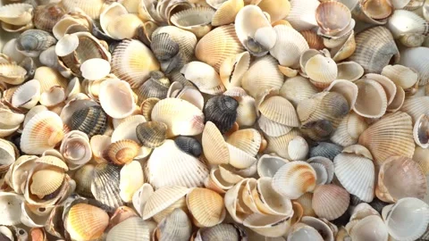 Seashells top view. Shell close-up. Ocean coast. Summer pattern from seashells.  Stock Footage 151689879
