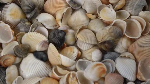 Seashells top view. Shell close-up. Ocean coast. Summer pattern from seashells.  Stock Footage 151690147
