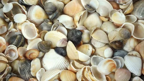 Seashells top view. Shell close-up. Ocean coast. Summer pattern from seashells.  Stock Footage 151690665