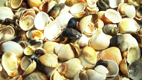 Seashells top view. Shell close-up. Ocean coast. Summer pattern from seashells.  Stock Footage 151690911