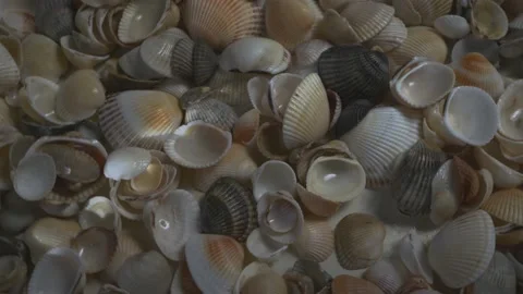 Seashells top view. Shell close-up. Ocean coast. Summer pattern from seashells.  Stock Footage 151691019