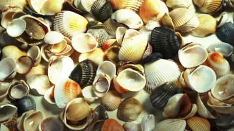 Seashells top view. Shell close-up. Ocean coast. Summer pattern from seashells.  Stock Footage 151691337
