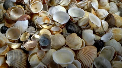 Seashells top view. Shell close-up. Ocean coast. Summer pattern from seashells.  Stock Footage 151692993