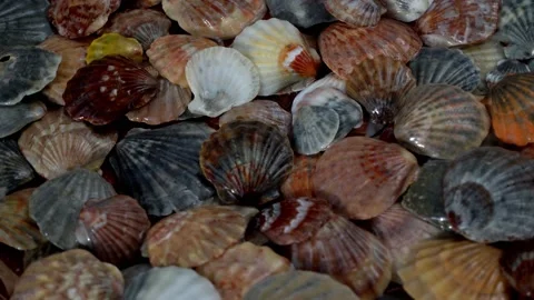 Seashells top view. Shell close-up. Ocean coast. Summer pattern from seashells.  Stock Footage 151693630